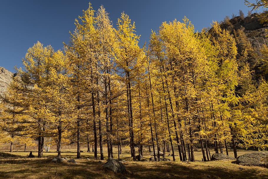 green leafed plant, tree, conifer, larch, abies, fir, vegetation HD wallpaper