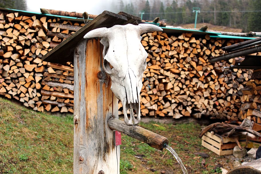 austria, ehrwald, forest, wood, wood - material, log, firewood HD wallpaper