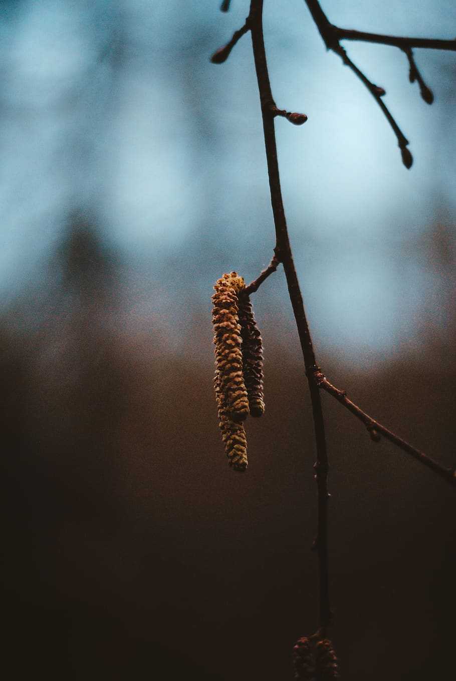 leafless tree, plant, insect, invertebrate, animal, flower, blossom HD wallpaper