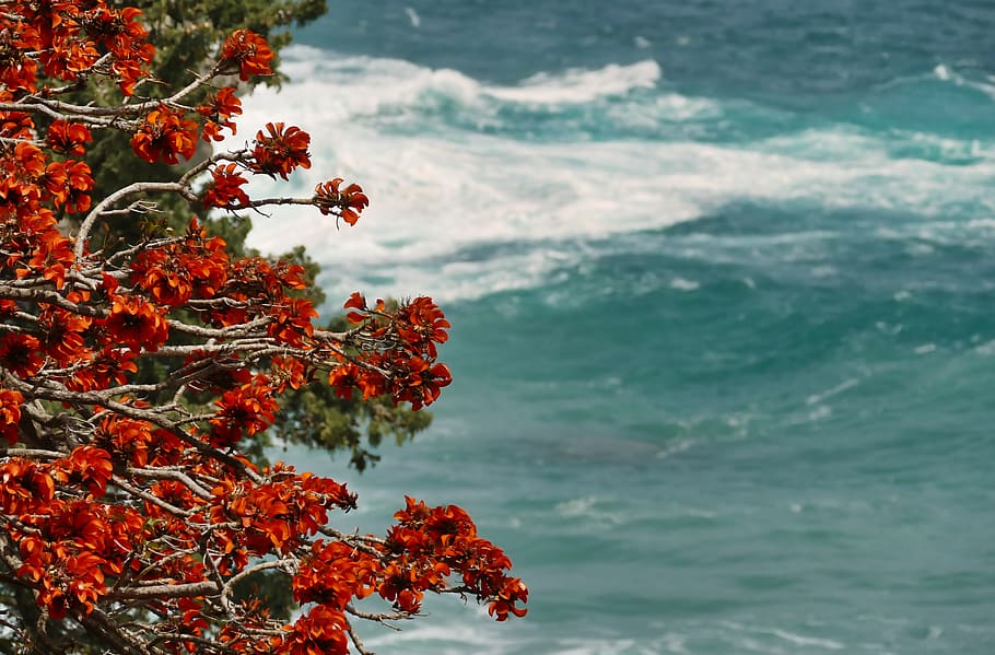 red, orange, nature, tree, outlook, mood, beautiful, romantic HD wallpaper