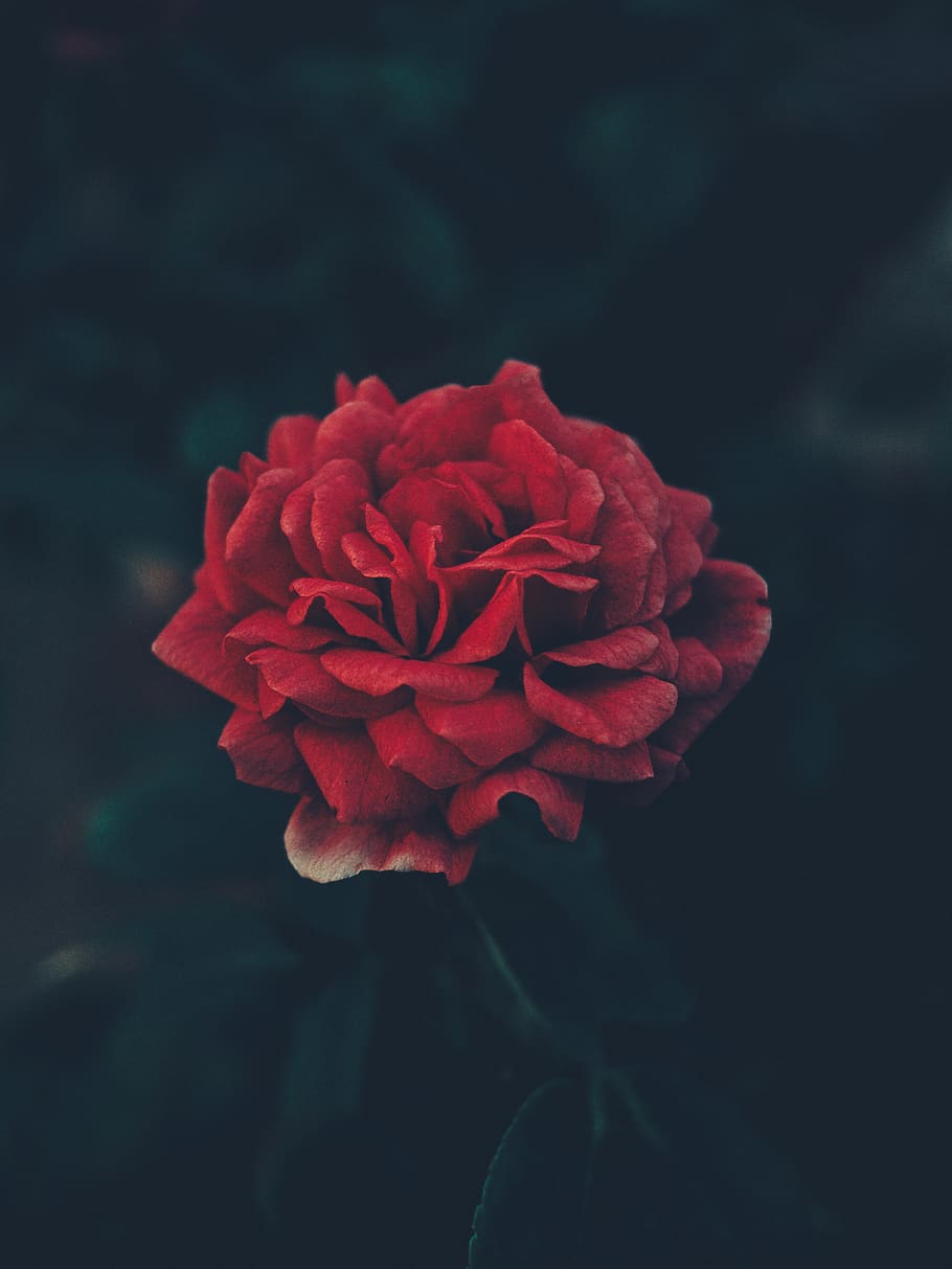 red cluster flower, blossom, geranium, plant, rose, coimbatore HD wallpaper