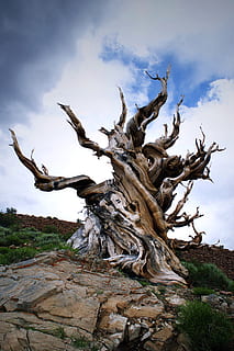 brown old leafless tree, wood, plant, driftwood, symbol, cross HD wallpaper