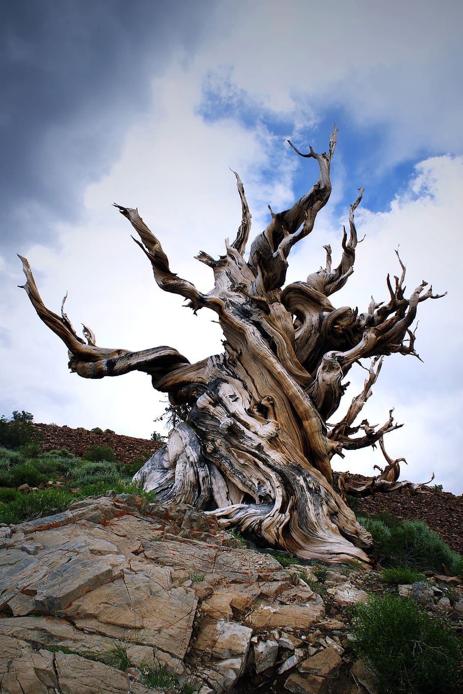 brown old leafless tree, wood, plant, driftwood, symbol, cross HD wallpaper