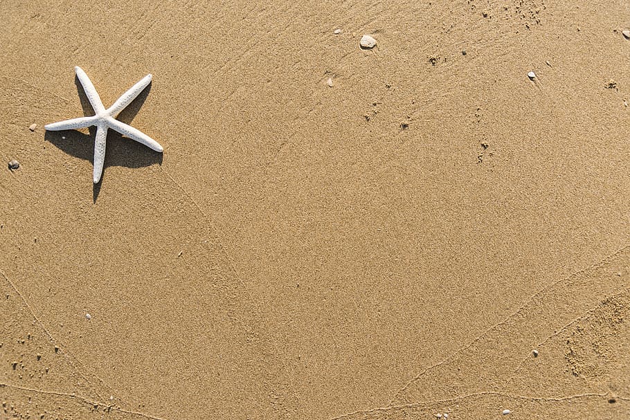 White Starfish on Brown Sand, background, beach, daylight, desert