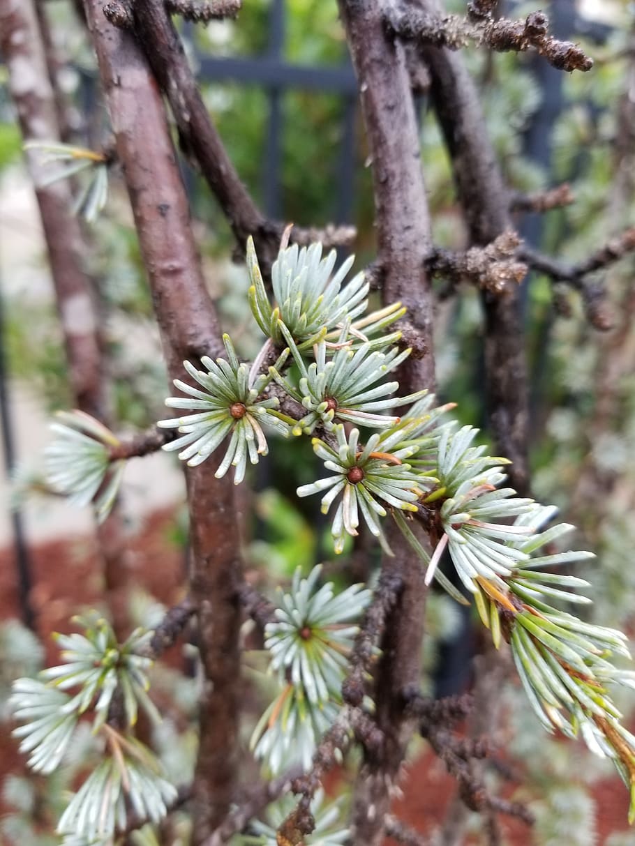 branches, tree, pine, plant, growth, beauty in nature, flower HD wallpaper