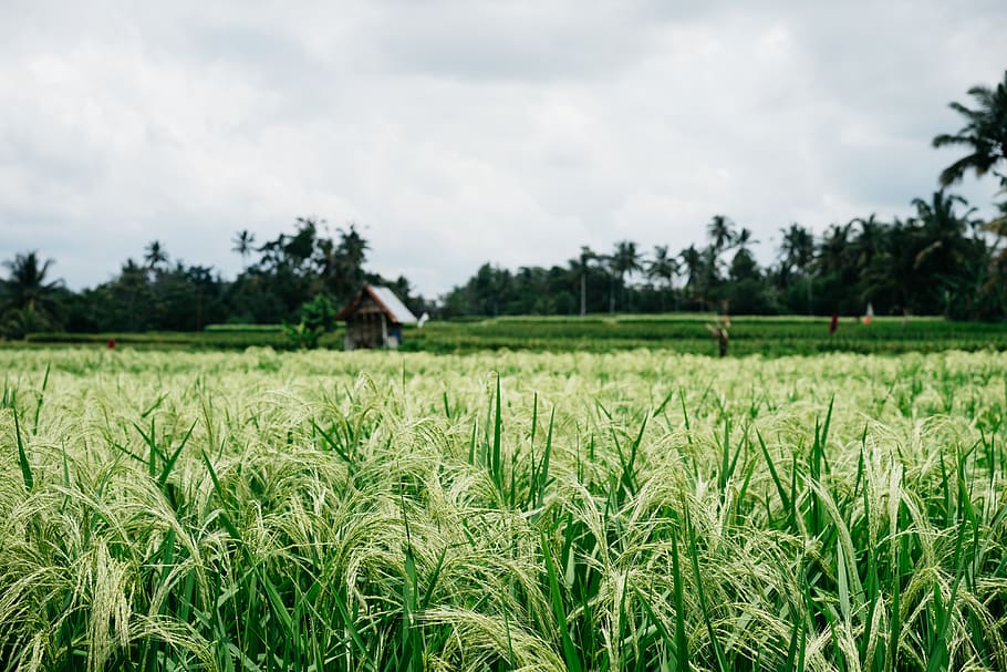 bali, indonesia, ubud, field, crops, bokeh, wide, grass, grain, HD wallpaper