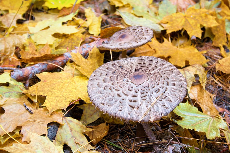 forest, closeup, brown, mushroom, macro, fungus, plant, wild HD wallpaper