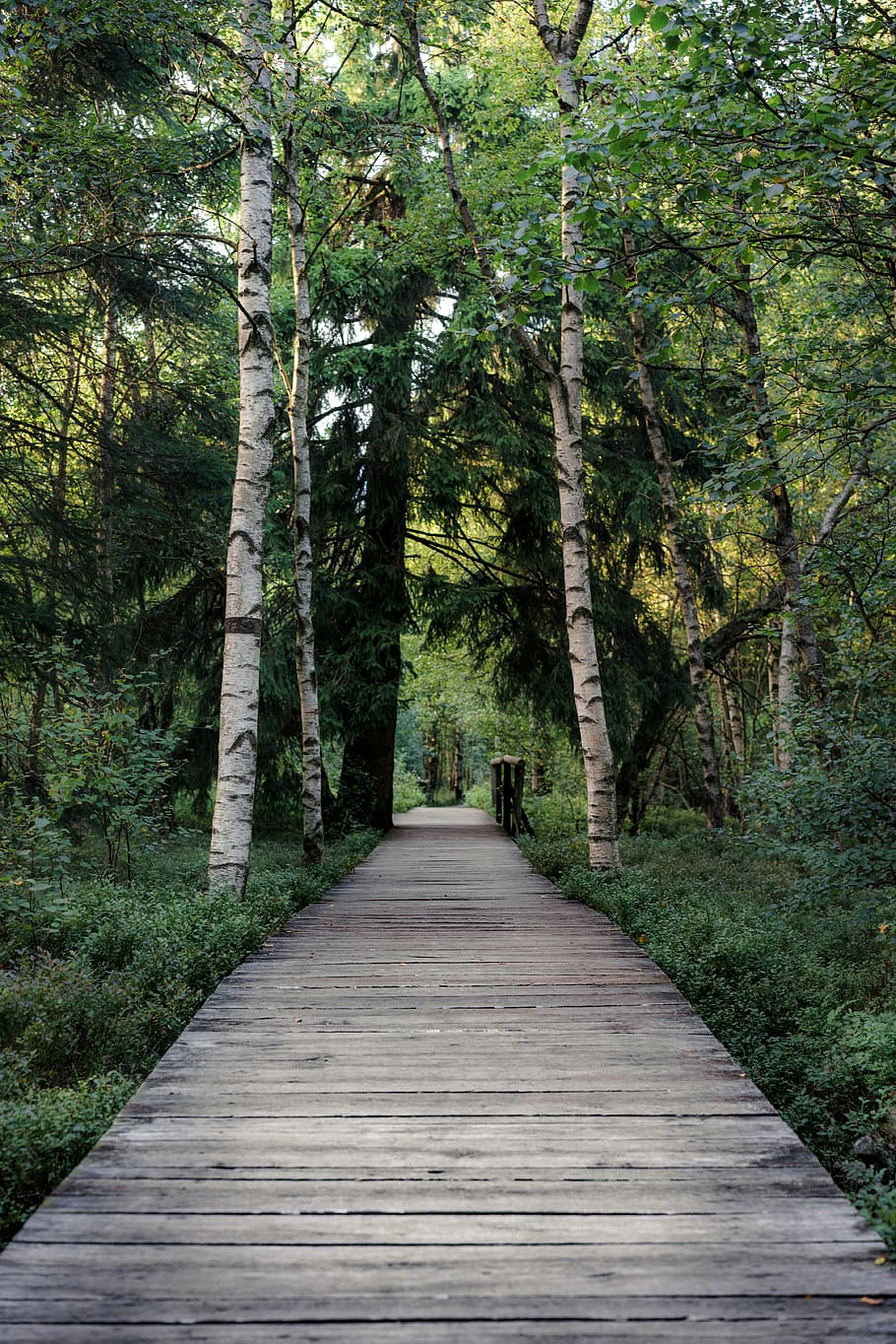 brown wooden dock between trees, direction, the way forward, plant HD wallpaper