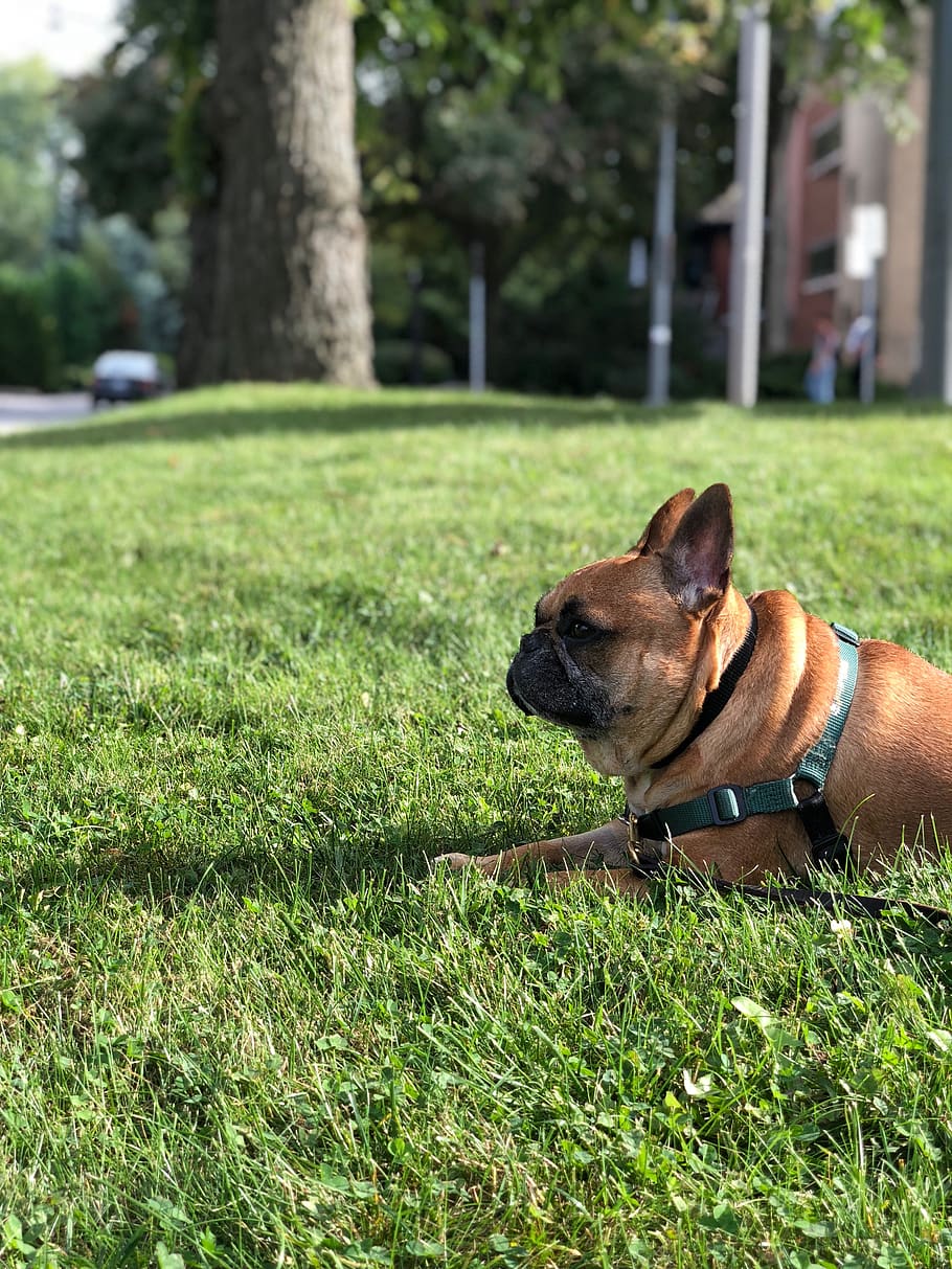 canada, toronto, grass, one animal, canine, dog, pets, mammal HD wallpaper