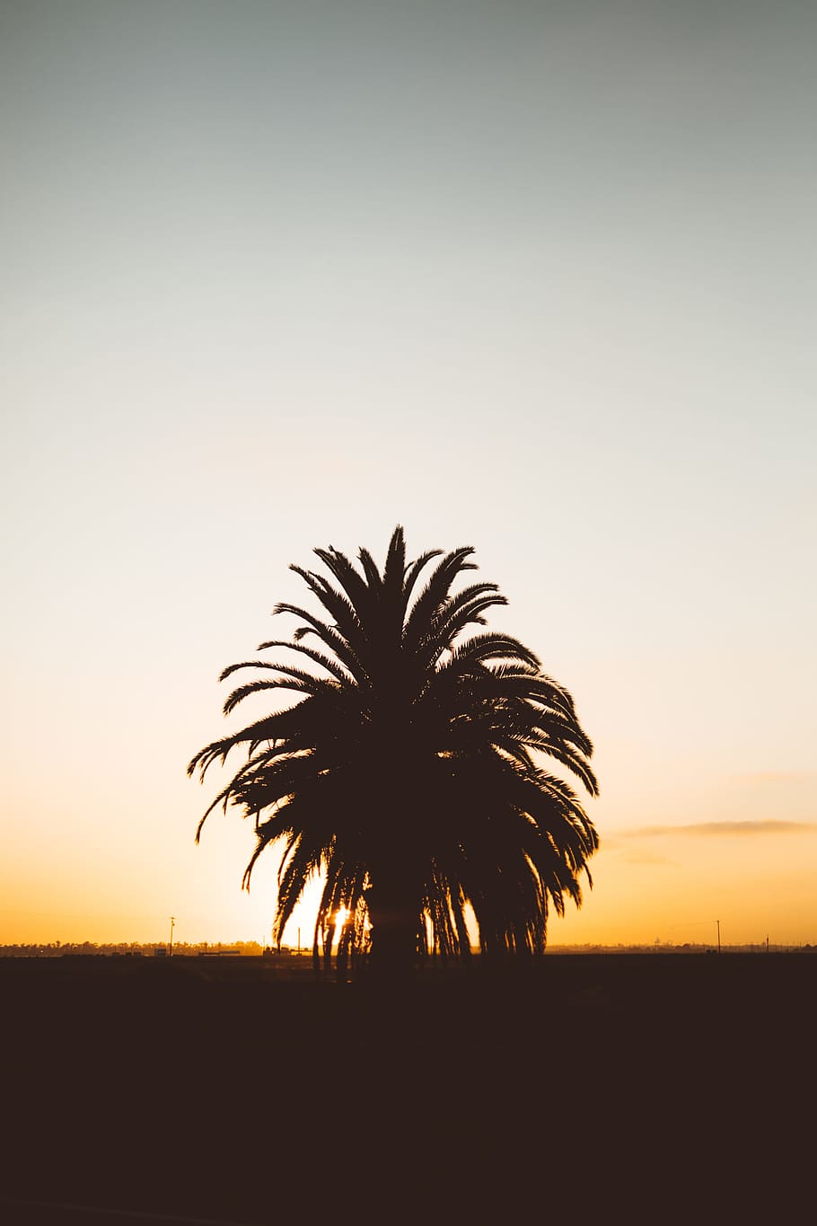 silhouette photo of palm tree during golden hour, sunset, romantic HD wallpaper