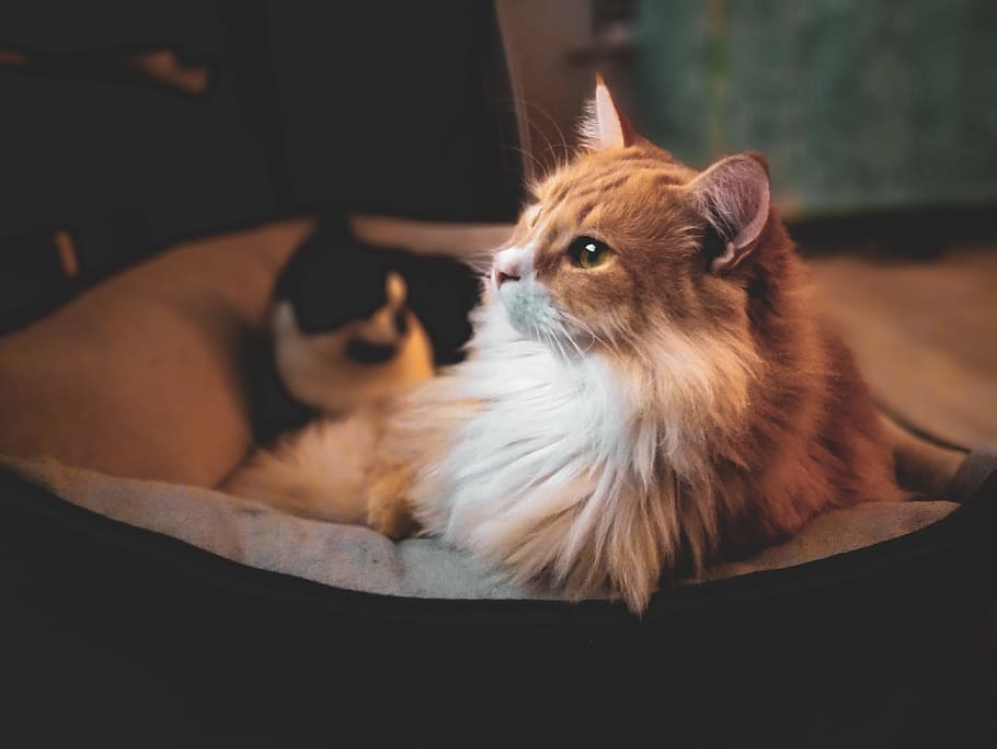 cat on pet bed, animal, manx, mammal, adorable, astronomy, siamese HD wallpaper