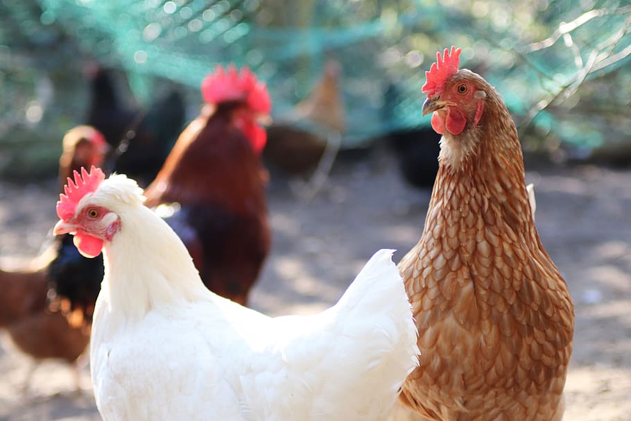 chicken, chickens, poultry, bird, hahn, farm, cattle, bill HD wallpaper