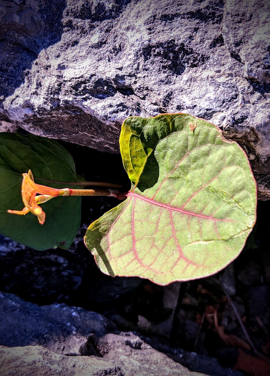 plant part, leaf, nature, beauty in nature, no people, day HD wallpaper