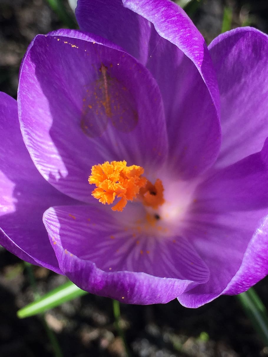 crocus, blossom, bloom, nature, flower, flowering plant, petal HD wallpaper