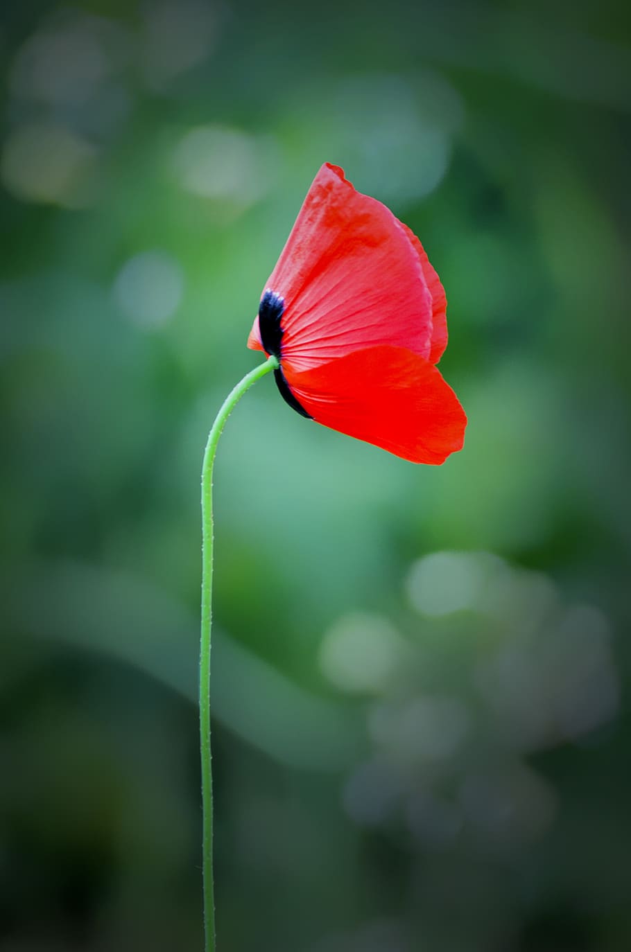 flower, nature, flora, leaf, summer, outdoors, growth, bright HD wallpaper