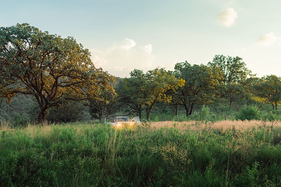 mexico, unnamed road, tree, plant, sky, tranquility, tranquil scene HD wallpaper
