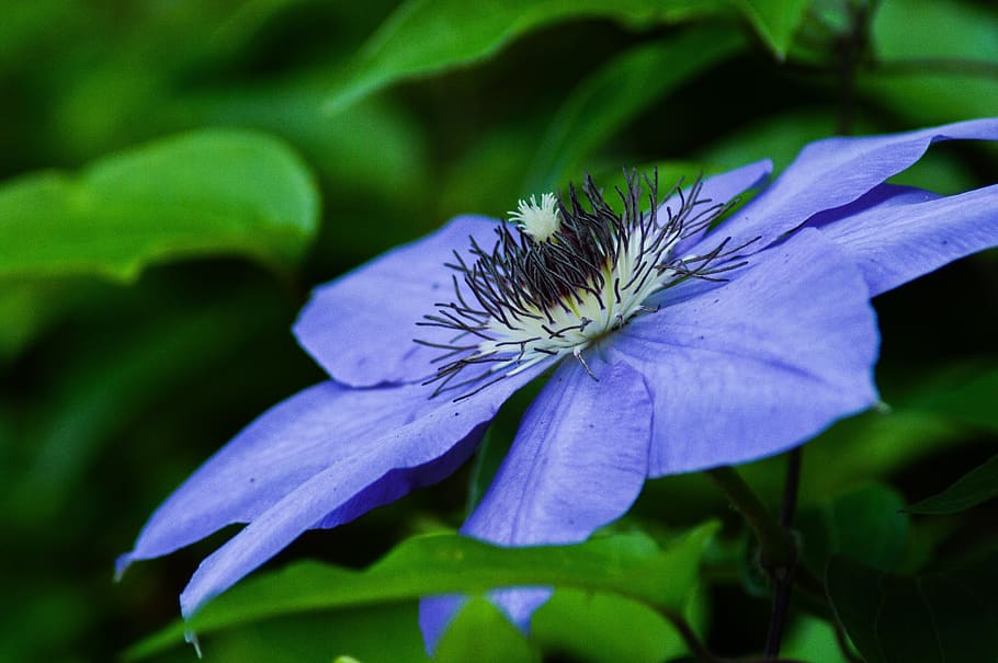nature, flora, flower, leaf, garden, clematis, blue flower HD wallpaper