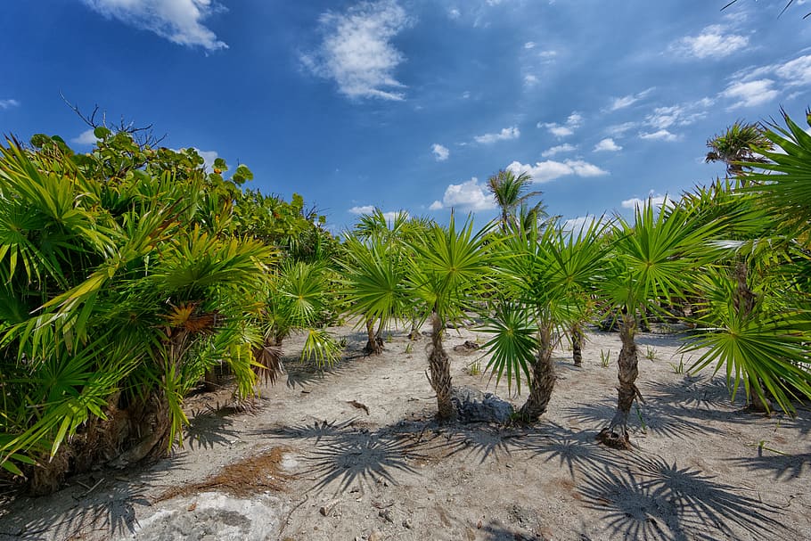 Green Yucca Plant Under Blue Sky, clouds, daylight, exotic, field HD wallpaper