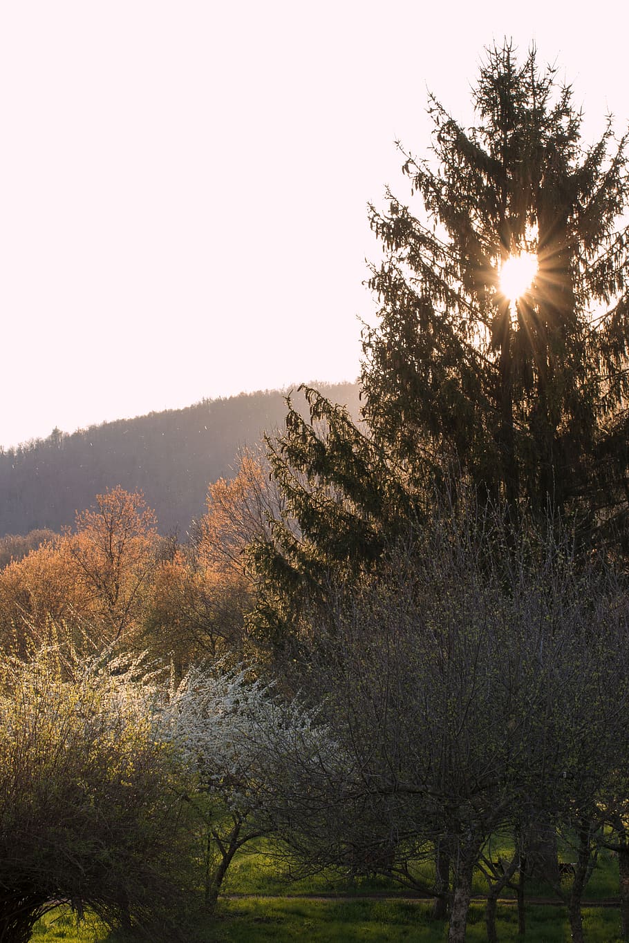 trees, spring, plant, sky, beauty in nature, growth, tranquility HD wallpaper