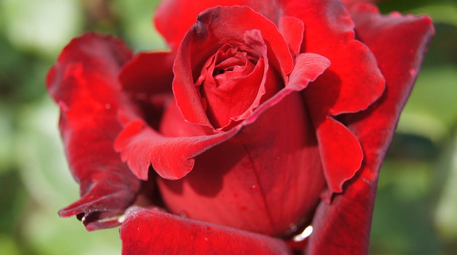 rose rose, red, blossom, bloom, flower, plant, noble, green HD wallpaper