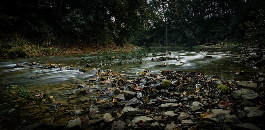 united states, franklin, water, plant, beauty in nature, tree HD wallpaper