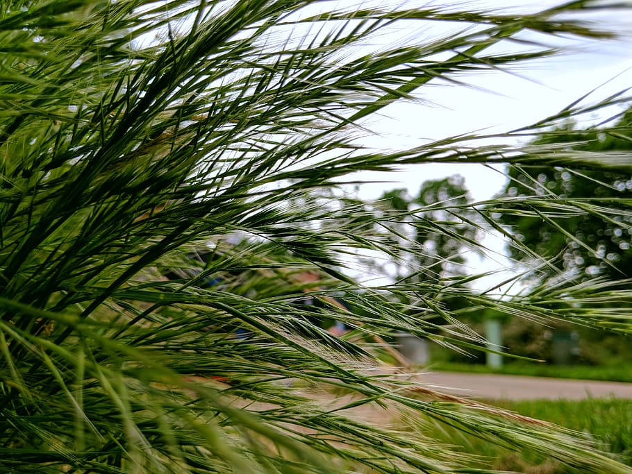 lines, plants, earth, macro, outdoors, trail, nature, grass HD wallpaper