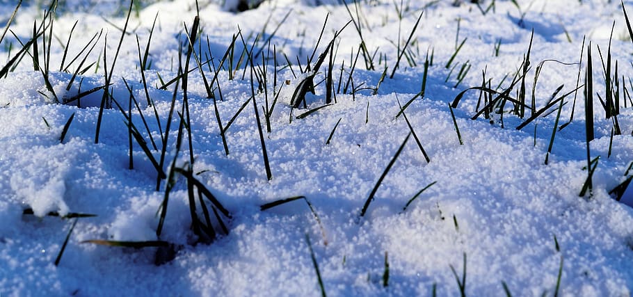 Snow Covered Grasses, cold, winter, cold temperature, frozen HD wallpaper
