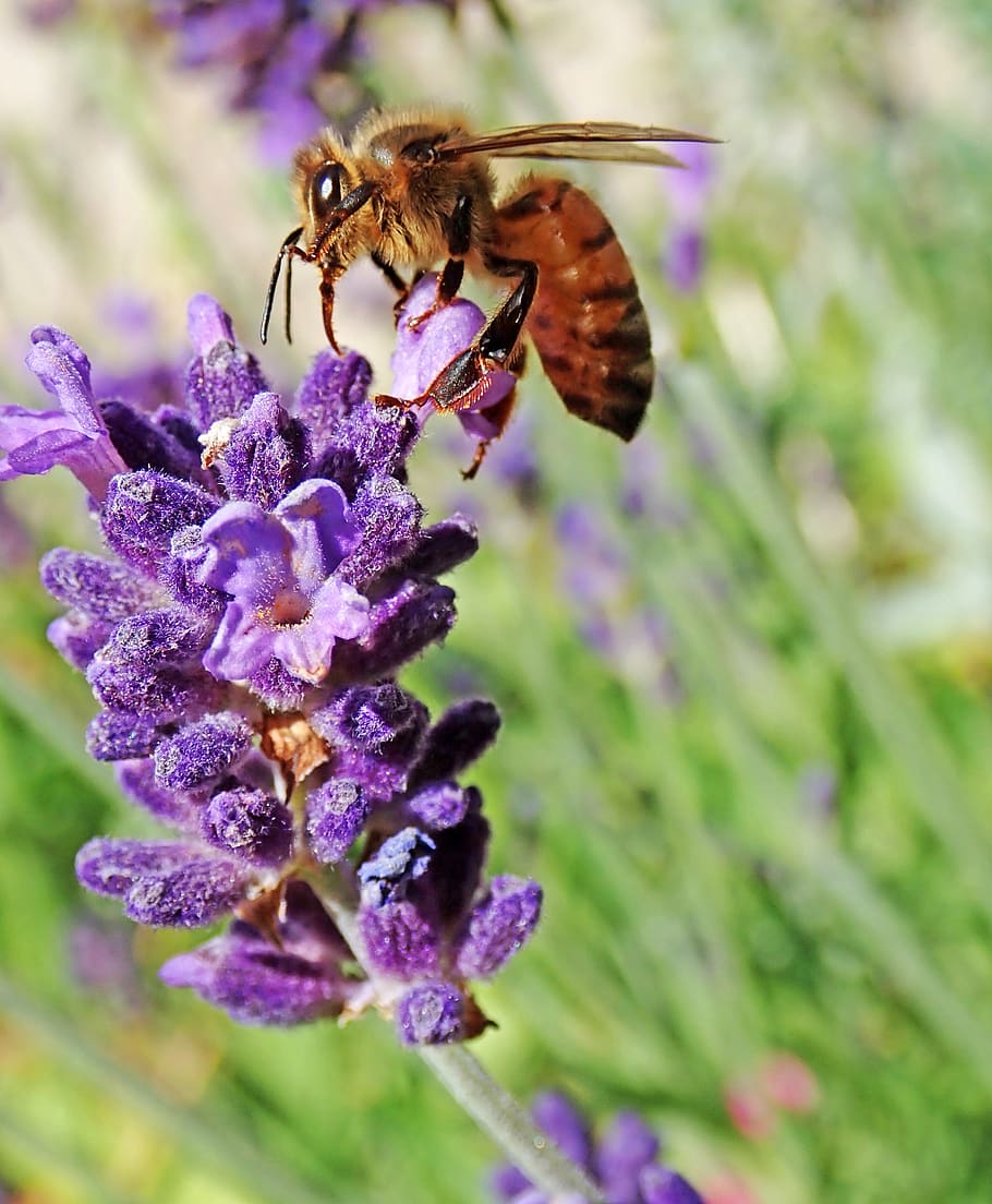 bee, insect, pollen, lavender, flower, nature, garden, flowering plant HD wallpaper