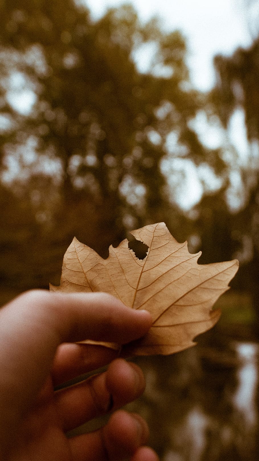 persons hand holding dried leaf close-up photography, orange HD wallpaper