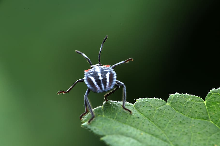 insect, stinkbug, pentatomomorpha, invertebrate, animal themes HD wallpaper