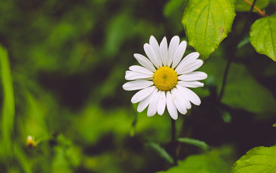 flower, nature, plant, outdoor, garden, blur, flowering plant HD wallpaper