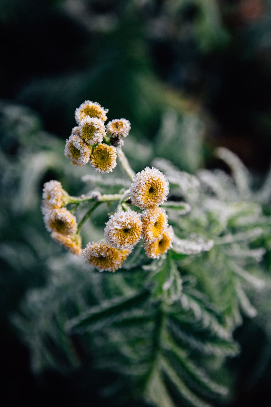 yellow petaled flowers, outdoors, nature, ice, frost, snow, morning HD wallpaper