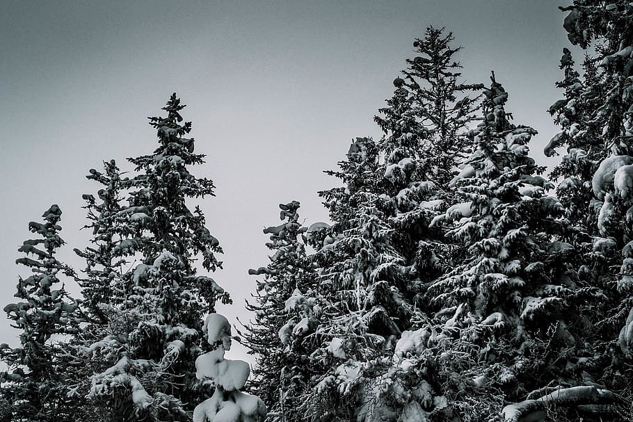 snow covered trees, mountain, wild, nature, sport, cloud, weather HD wallpaper