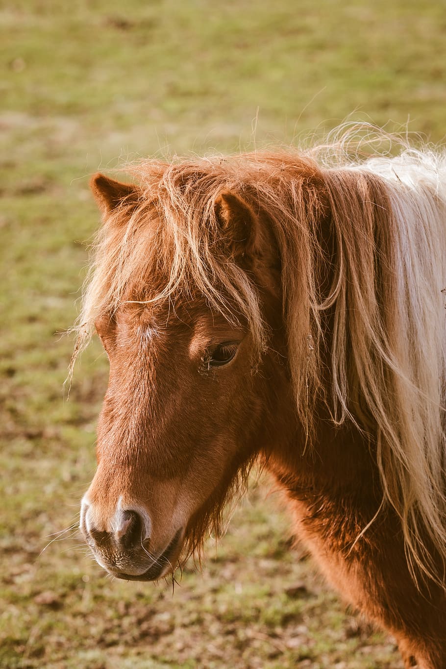 brown and white pony, horse, animal, mammal, colt horse, foal HD wallpaper