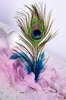 feather, ease, slightly, flexible, eye, color, ostrich feather HD wallpaper