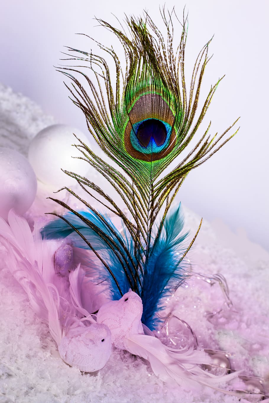 feather, ease, slightly, flexible, eye, color, ostrich feather HD wallpaper