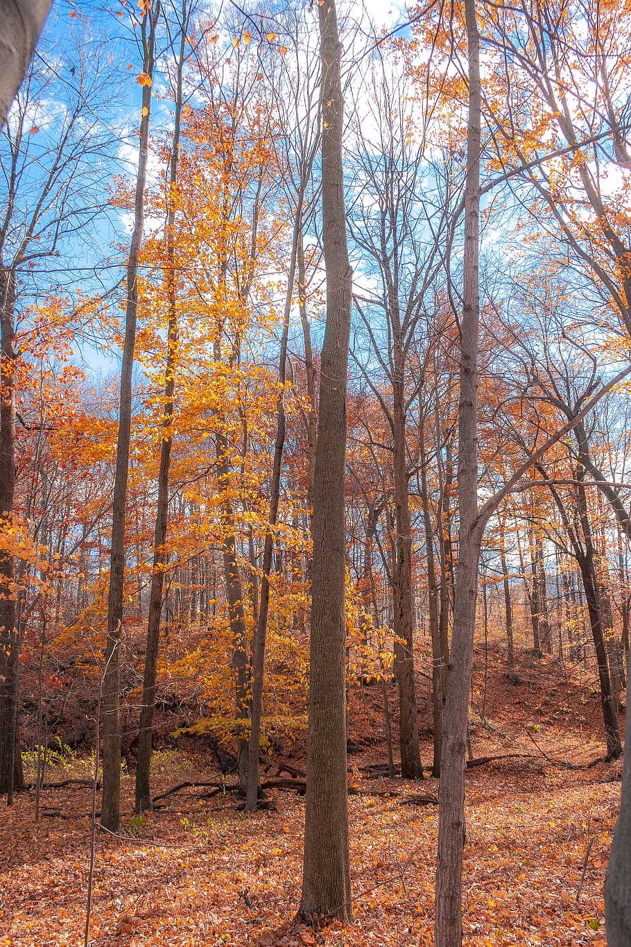 tree, autumn, land, change, plant, forest, nature, tree trunk HD wallpaper