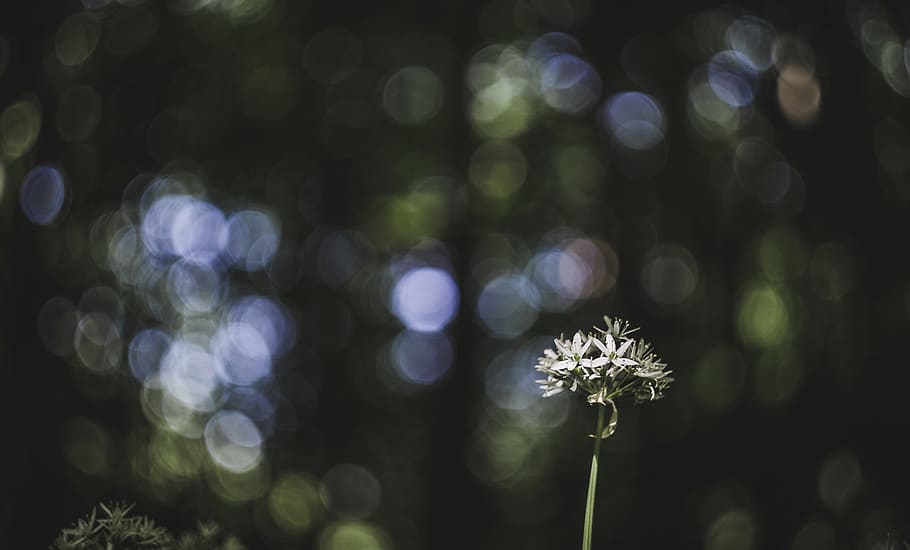 Close-Up Photography of Flowers, beautiful, bloom, blooming, blur HD wallpaper