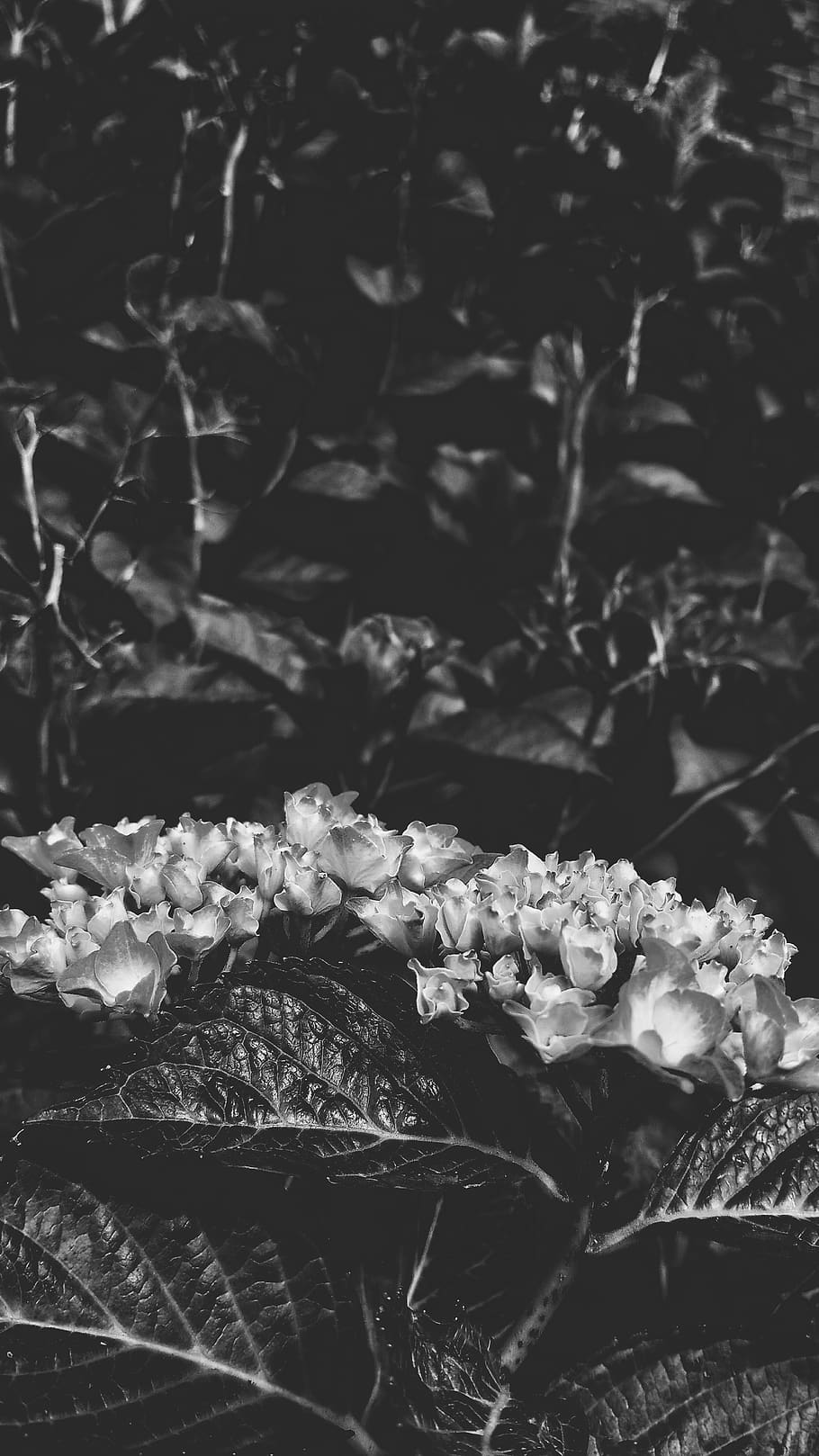 plant, flower, flowering plant, beauty in nature, freshness HD wallpaper