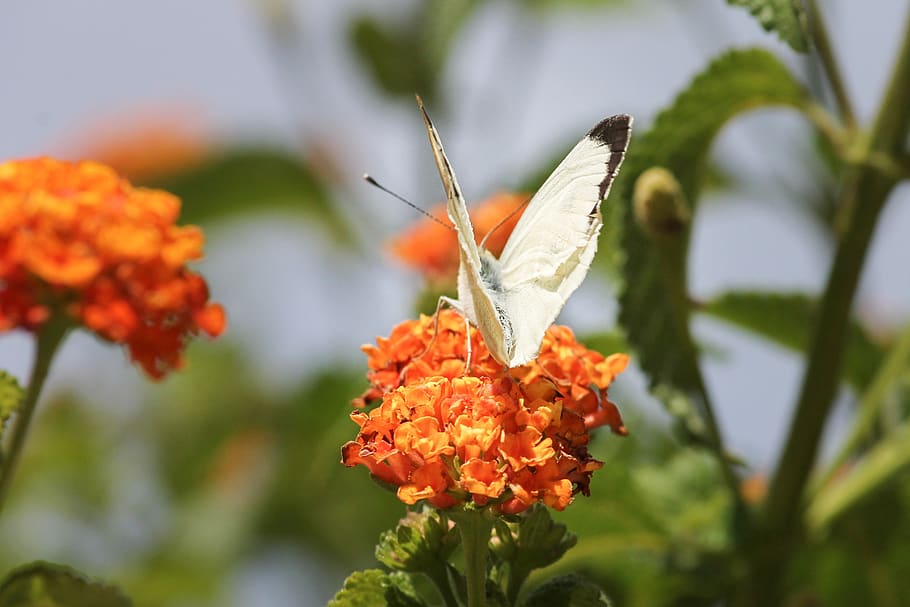 white, white ling, butterflies, butterfly, insect, wing, apialfleck, HD wallpaper