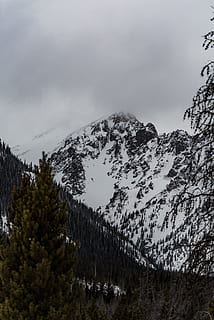 snow, winter, white, cold, weather, ice, trees, plants, nature HD wallpaper