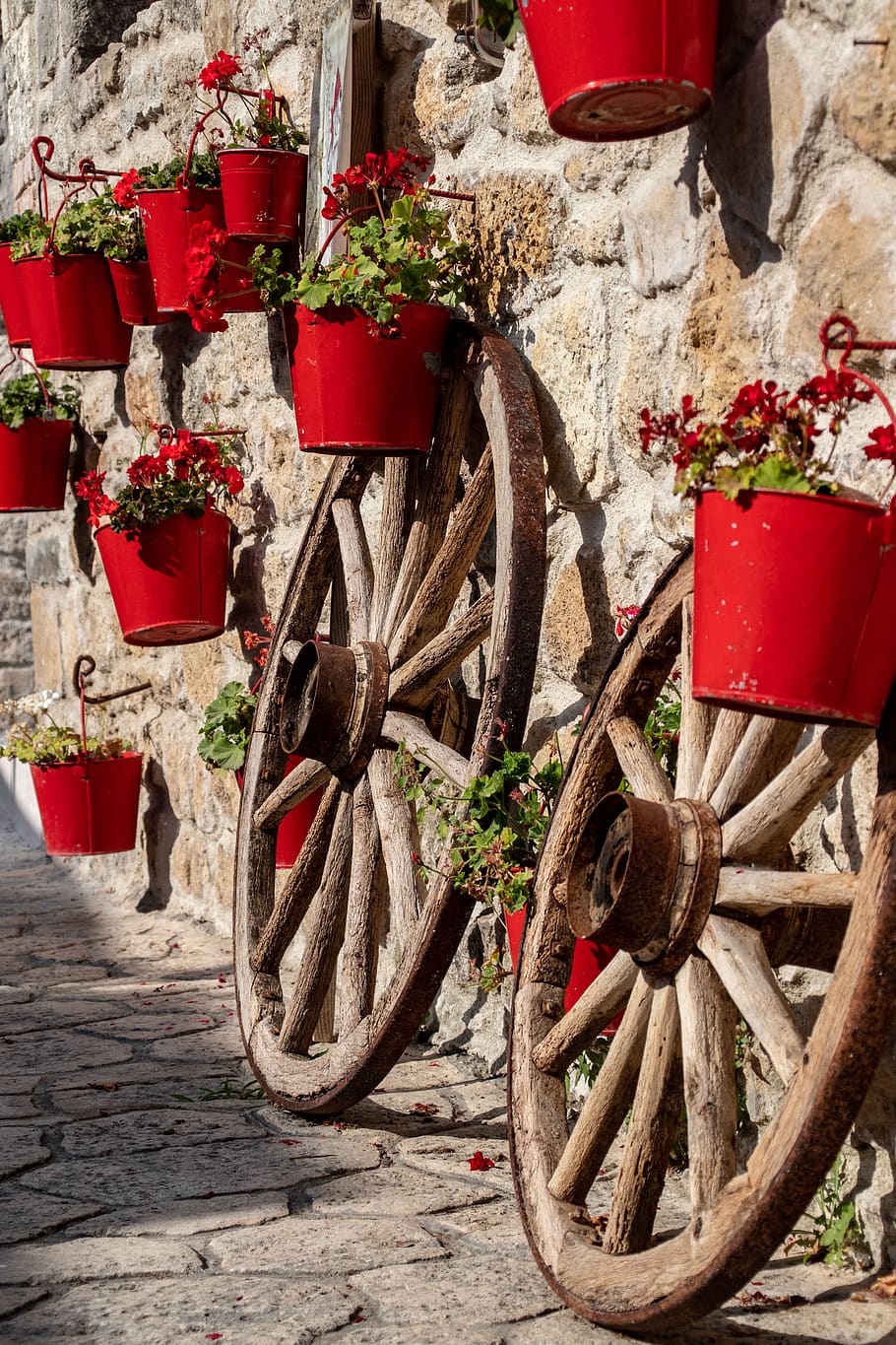greece, afytos, cartwheel, red, flowers, plant, nature, potted plant, HD wallpaper