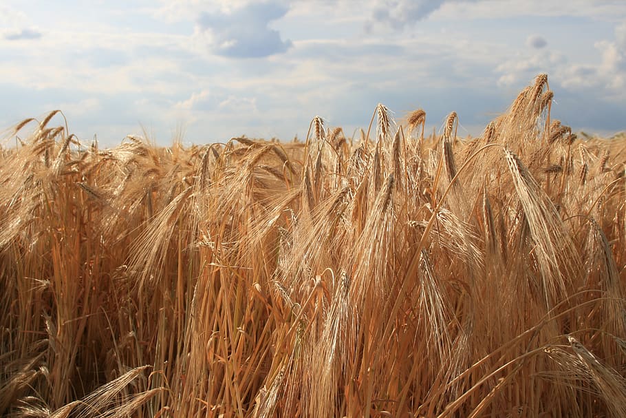 spike, rye, cereals, grain, field, agriculture, plant, rye field HD wallpaper