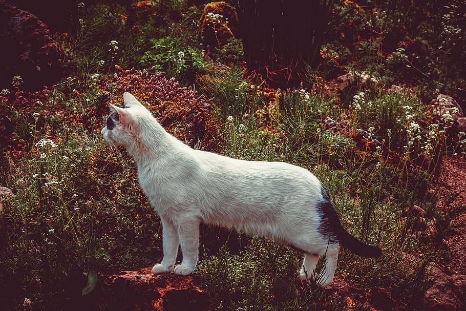 cat, animal, predator, curious, tiger, spotted, domestic cat HD wallpaper