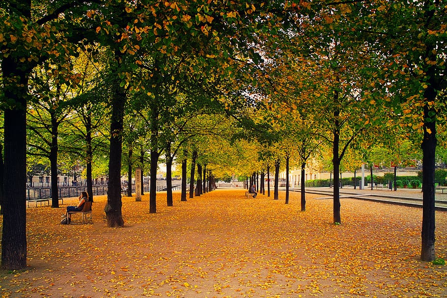 Green Leafed Trees, branches, bright, daylight, environment, landscape HD wallpaper