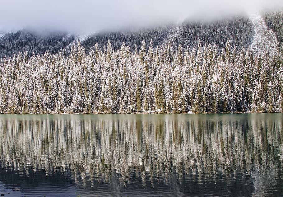 brown trees with smoke, forest, snow, fog, foggy, mist, misty HD wallpaper