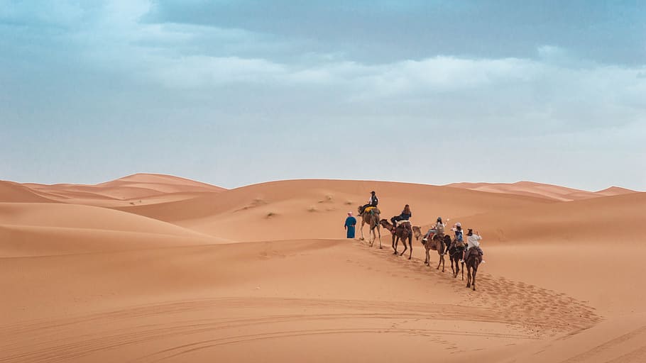 people riding on camel during daytime, desert, dune, sand, tan, HD wallpaper