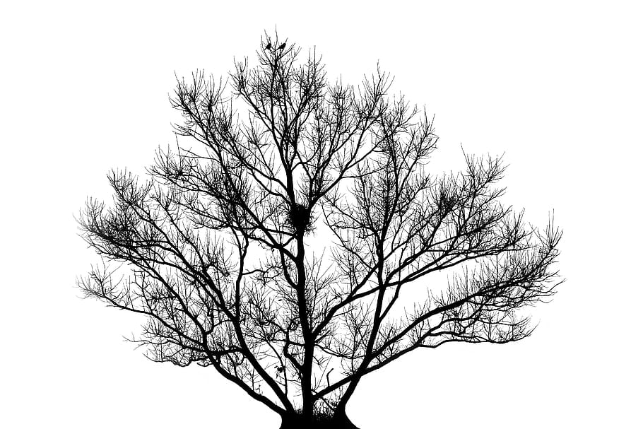 tree, nest, backlit, nature, wildlife, animal, outdoors, nesting HD wallpaper