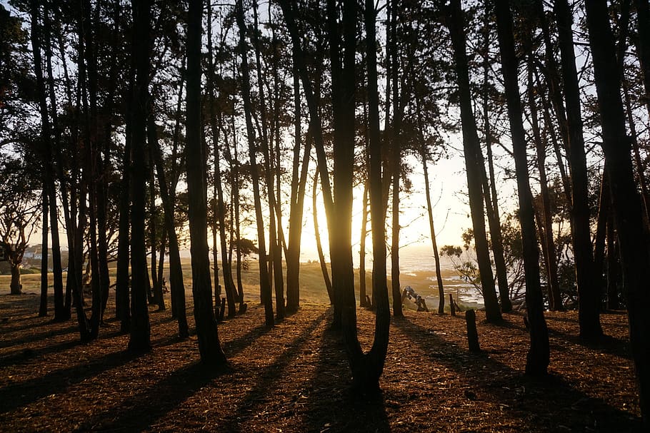 chile, el quisco, forest, trees, plant, land, tranquility, trunk HD wallpaper