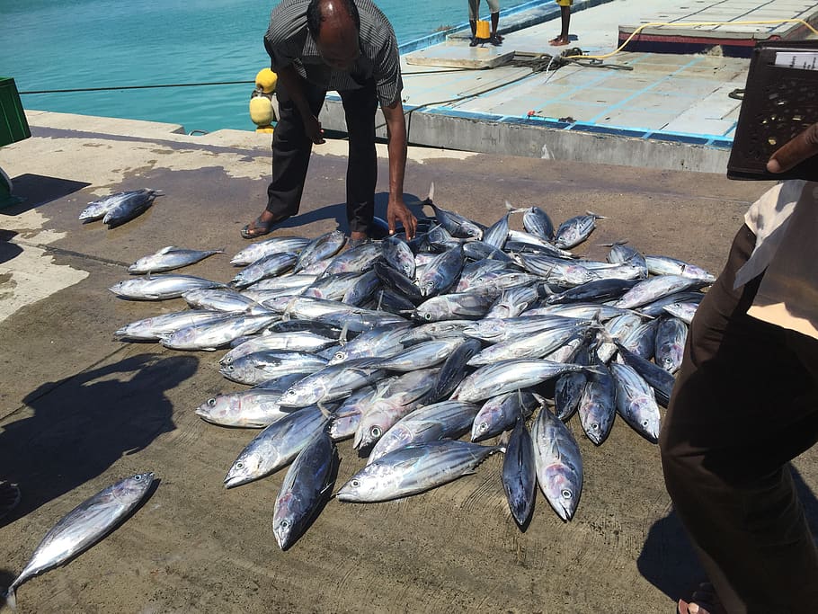 everyday, life, dolphin, friendly, fishing, skipjacktuna, maldives HD wallpaper